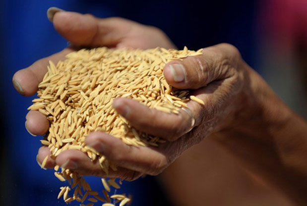 HAS Rice Pakistan facility